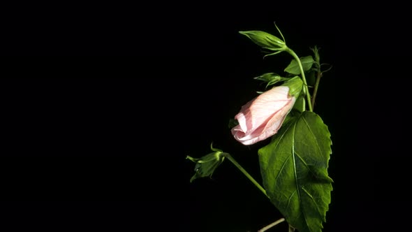 White Hibiscus flower bud opening in time lapse 4k on black background, studio shot