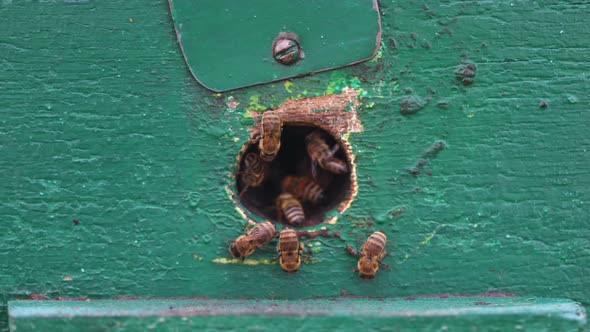 Bees Flying In And Out Beehive 34