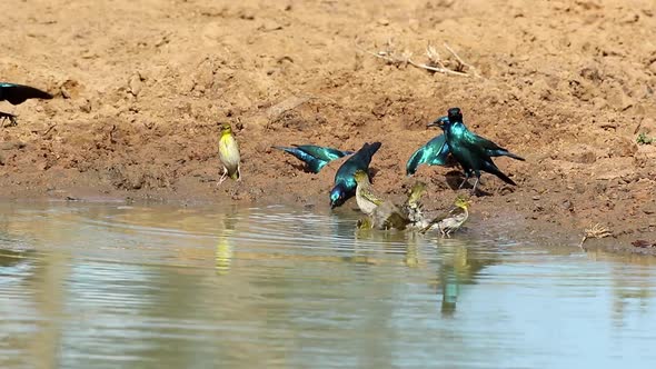 Cape Glossy Starlings Drinking Water 