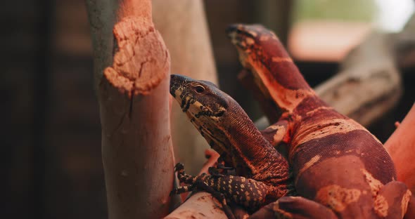 Two lace monitor lizards sitting on a tree branch. BMPCC 4K