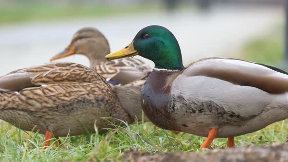 Wild Ducks Eating Green Grass in Summer Park