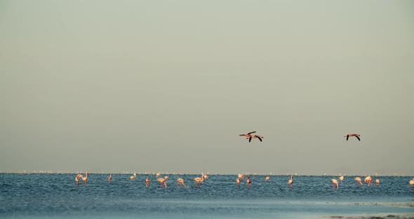 Handheld shot of the beautiful pink flamingos flying above the shore, Namibia, 4k