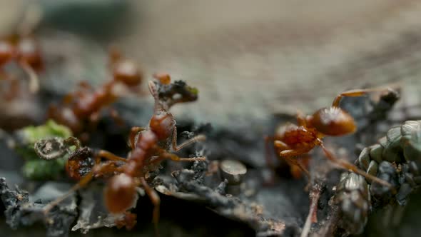 Swarm of Red Fire Ants Eating a Body of Dead Lizzard on the Floor Close Up