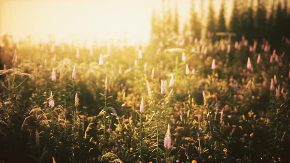 Wild Field Flowers at Summer Sunset