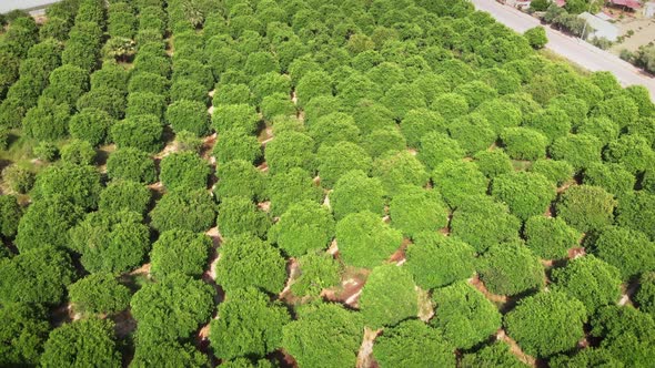 Farm and plantation of fruit trees.