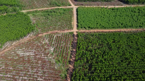 Aerial view of Cultivation trees and plantation in outdoor nursery.