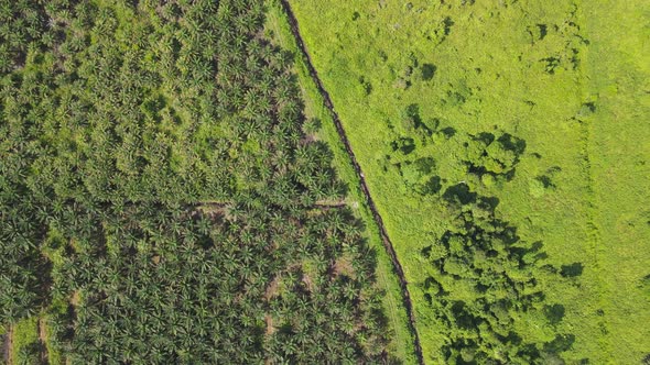 Aerial View of The Palm Oil Estates