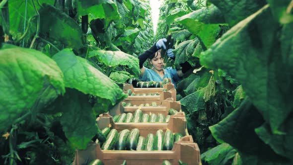 Female Worker Is Collecting Cucumbers in a Narrow Passage