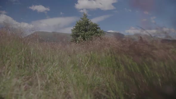 Walking through grass using gimbal. Slow Motion