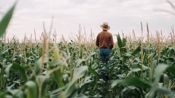 Farmer in Hat inYoung Corn Field and Examining Crop. Man Walking Through Corn Field. Corn Field