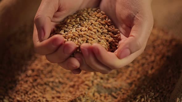 Hands Holding Wheat Grain