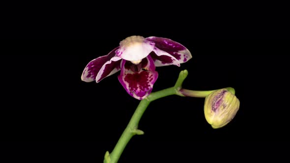 Blooming White - Magenta Orchid Phalaenopsis Flower