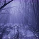 Dark Forest - VideoHive Item for Sale