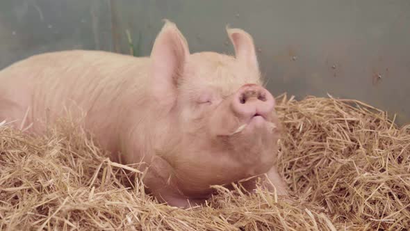 A Large White Pig Sniffing Fresh Air While Lying On A Hay During The Agricultural Show In England, U