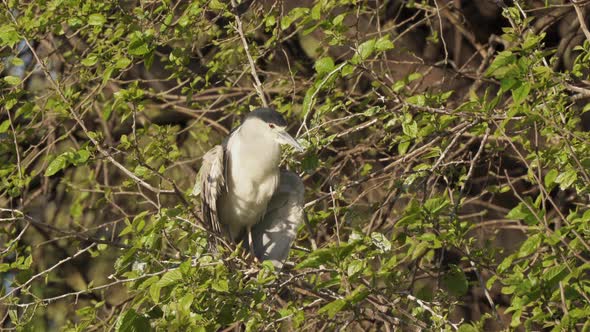 Close up static shot capturing a wild black crowned night heron, nycticorax nycticorax perched on a