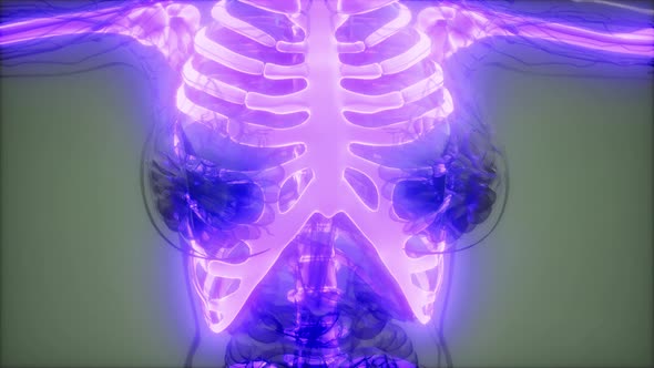 Transparent Human Body with Visible Bones alt