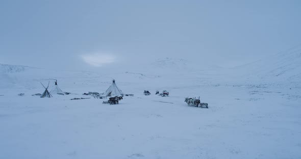 Yurts and Reindeers in the Siberia Tundra