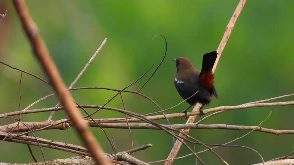 Indian Robin in tree UHD MP4 4k VIdeo ..