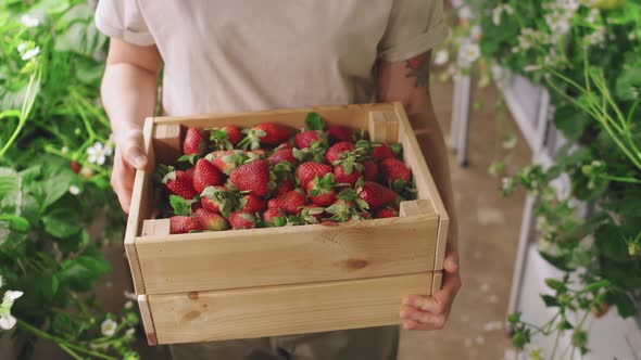 Wooden Box Of Strawberries