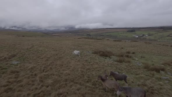 Wild horses roaming free in the countryside