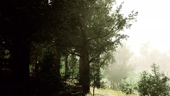 Sun is Shining Through the Trees in a Young Forest Timelapse