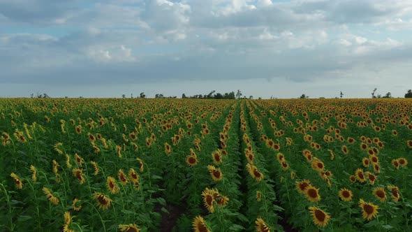 Aerial View. Sunflowers in the Field Swaying in the Wind. Beautiful Fields with Sunflowers in the