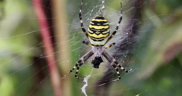 Argiope bruennichi (wasp spider) on web