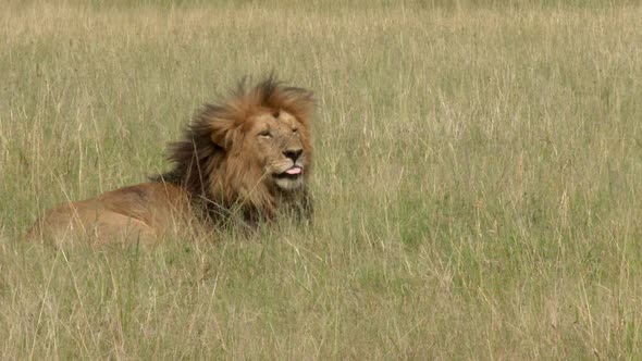 African lion (Panthera leo) lying in grass and rolling over on his back