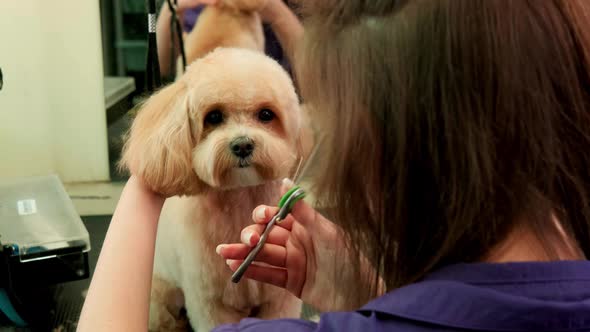 A Woman Hairdresser Cuts the Muzzle of a Curly Dog Maltipoo in a Grooming Salon