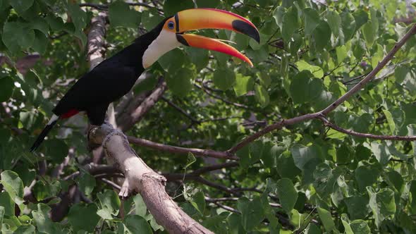 Colorful Toucan on tree branch