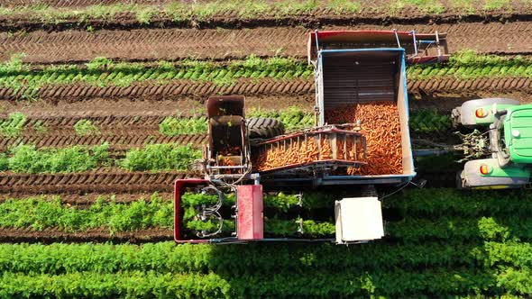 Carrot Harvest in Farm Land