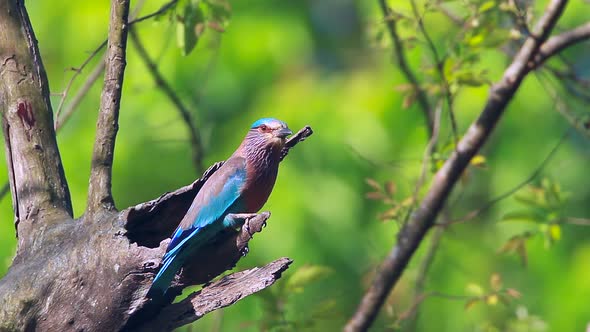 Indian roller in Bardia national park, Nepal