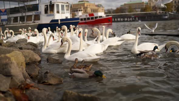 Swans on the Banks of the Vltava in Prague