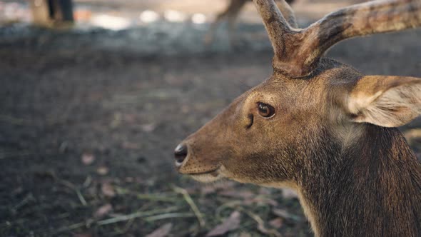 Close-up, head of a deer resting under the tree.