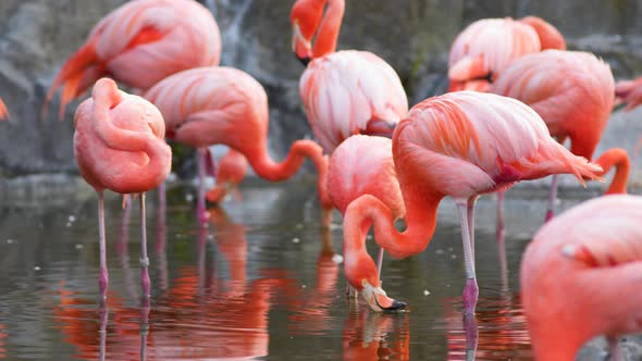 Reddish-pink american flamingosing its beak drinking in shallow water while other are resting in nat