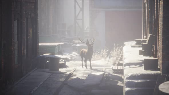 Wild Deer Rooming Around the Streets in Abandoned City