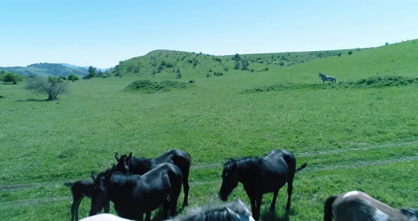 Flight Over Wild Horses Herd on Mountain Meadow. Summer Mountains Wild Nature. Freedom Ecology