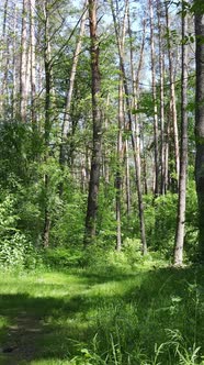 Vertical Video of the Forest By Day