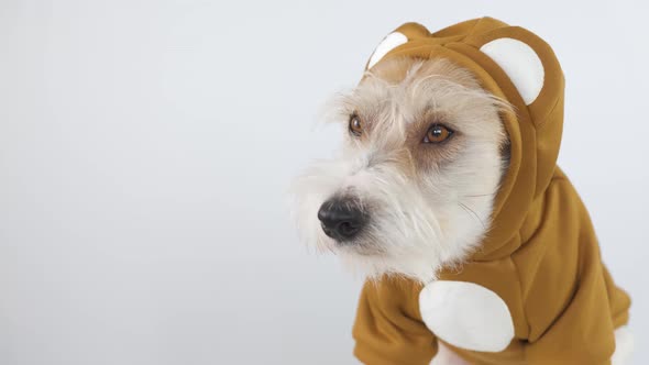 Head profile of a Jack Russell Terrier in a brown teddy bear suit