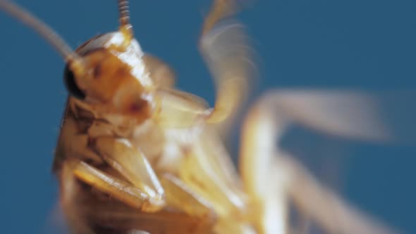 Body of Brown Cockroach with Legs on Abdomen and Antennas is Filmed in Macro on Blue Background