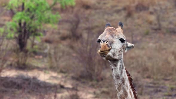 close up: wet from recent rain, African Giraffe chews bone amusingly