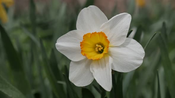 Perennial plant Narcissus tazetta close-up 4K footage