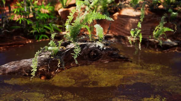 Tropical Golden Pond with Rocks and Green Plants