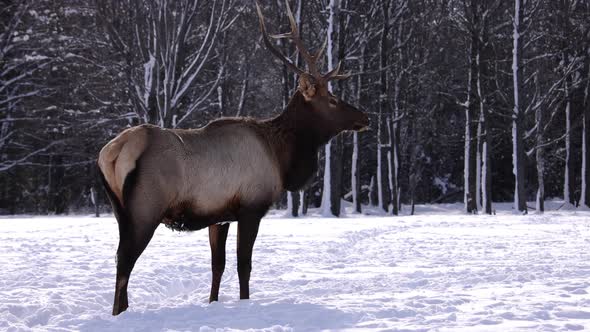 elk bull looks at camera and walks away