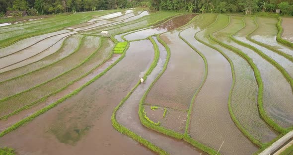 Farmer working in Tonoboyo rice fields in central Java, Indonesia