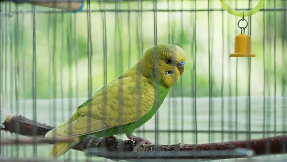 Wavy Parrot in a Cage