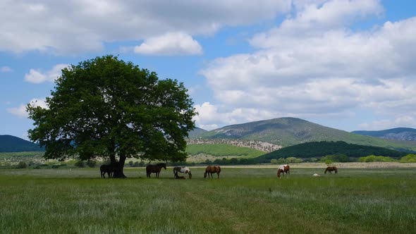 Horses Grazing in a Field Against the Big Oak