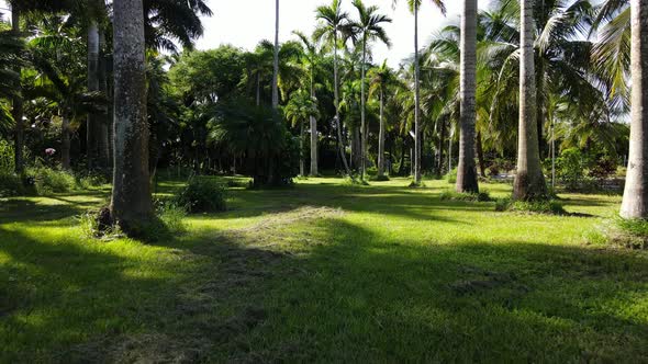 Palm threes in a nice backyard in Southern Florida