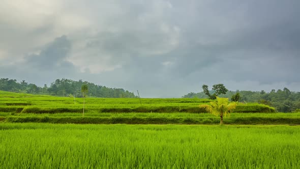 Evening Clouds over Rice Terraces