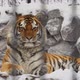 Amur tiger rests on a stones in zoo in the winter - VideoHive Item for Sale